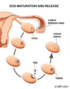 Ovulation