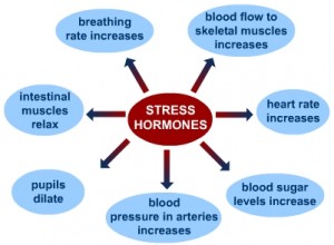 stress hormones flow chart