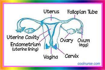 Reproductive organs