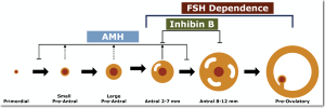 AMH and menstrual cycle