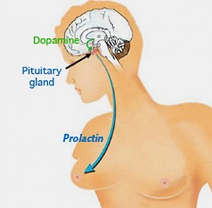 Prolactin