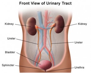 Urinary Tract