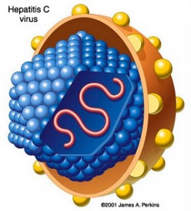 Hepatitis virus
