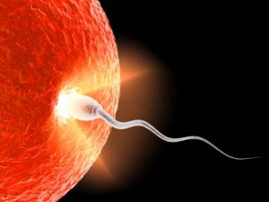 How to stop spermatozoid?