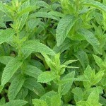 Spearmint