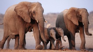African elephants