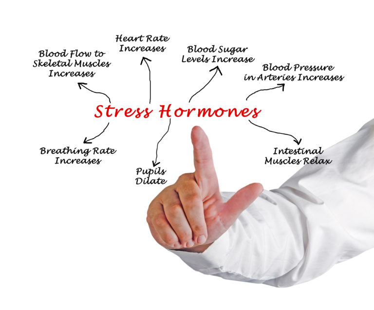 Main stress hormones implication