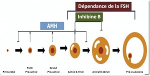 L’hormone anti-mullérienne (AMH)