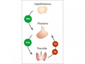 Hypothalamus-Pituitaire-Thyroïd
