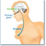 HyperProlactinémie