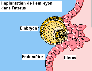 Le saignement d’implantation