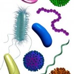 MALADIES SEXUELLEMENT TRANSMISSIBLES