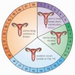 menstrual period