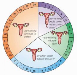 What is menstrual cycle?