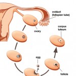 Ovulation