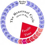 Menstrual-cycle-period-menstruation