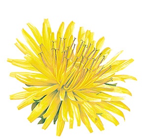 Natural breast enlargement