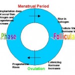 Menstrual Cycle