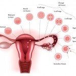 Ovulation - implantation