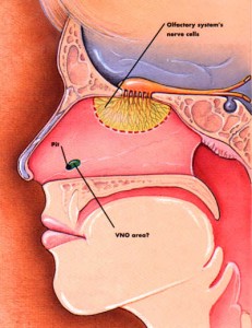 Jacobson's Organ