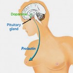 Prolactin