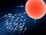 Fertilization