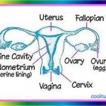 Reproductive organs