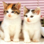 Cancer sniffing cats