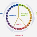 Normal menstrual cycle