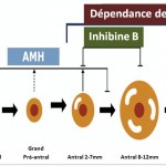 L’hormone anti-mullérienne (AMH)