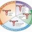 Endocrinologie du cycle menstruel
