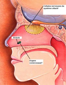 L’Organe de Jacobson