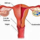 Organes reproducteurs