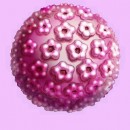 Papillomavirus humain