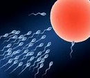 Fertilisation