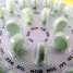 Pilules contraceptives