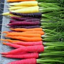 Carottes et santé