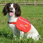 Chiens qui “flairent” le cancer