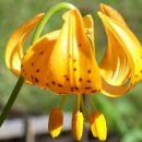 Taches jaune-brun